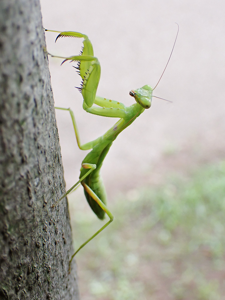 ハラビロカマキリの終齢幼虫