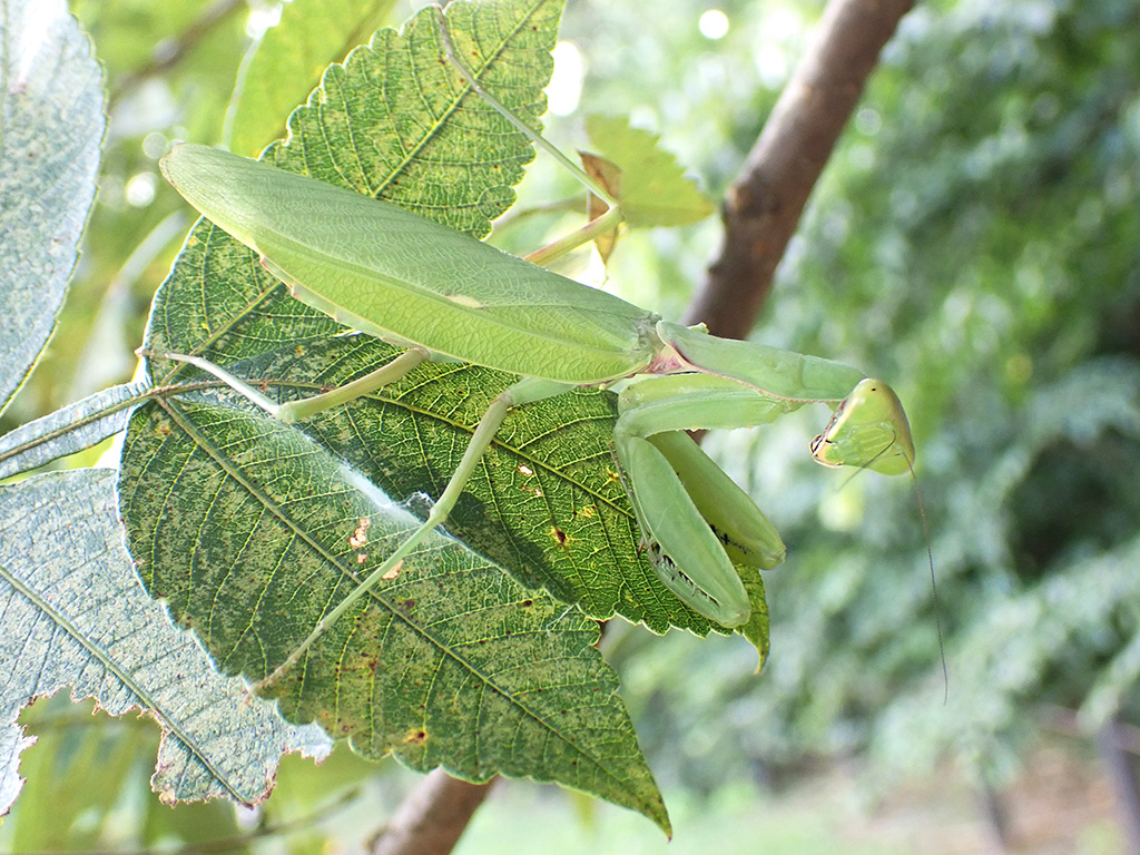 ハラビロカマキリ（緑色型）