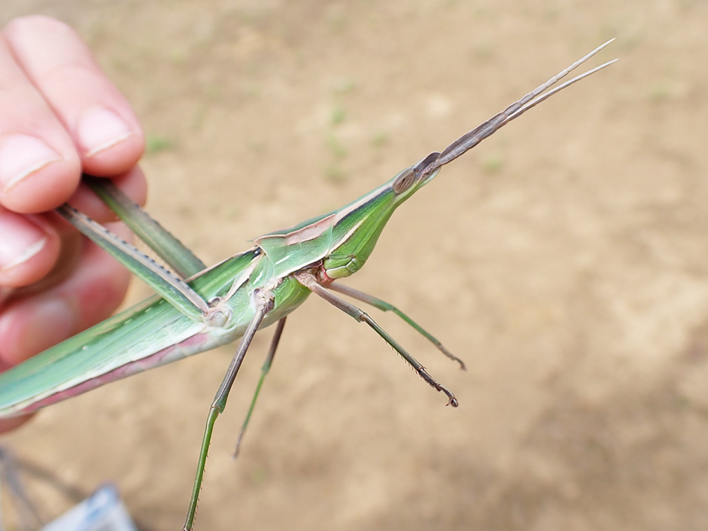 ショウリョウバッタ（混色型）