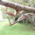 ハラビロカマキリ