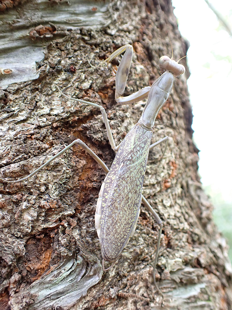 ハラビロカマキリ