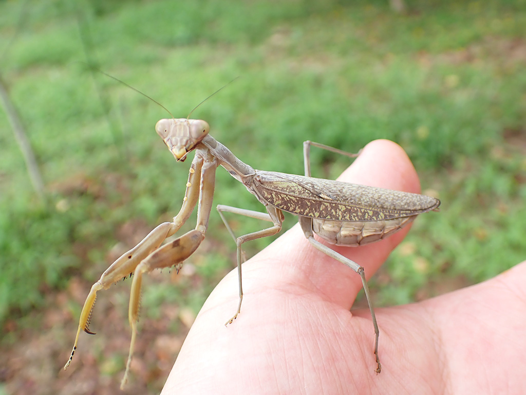 ハラビロカマキリ